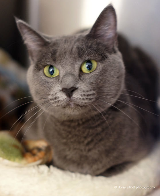 Adopt a friend: Sadie Pawkins